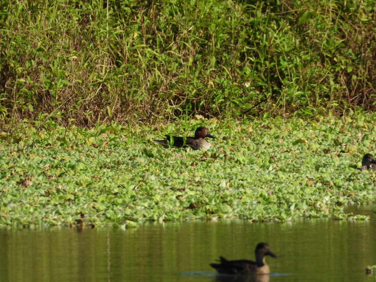 Green-winged Teal - ML195017561