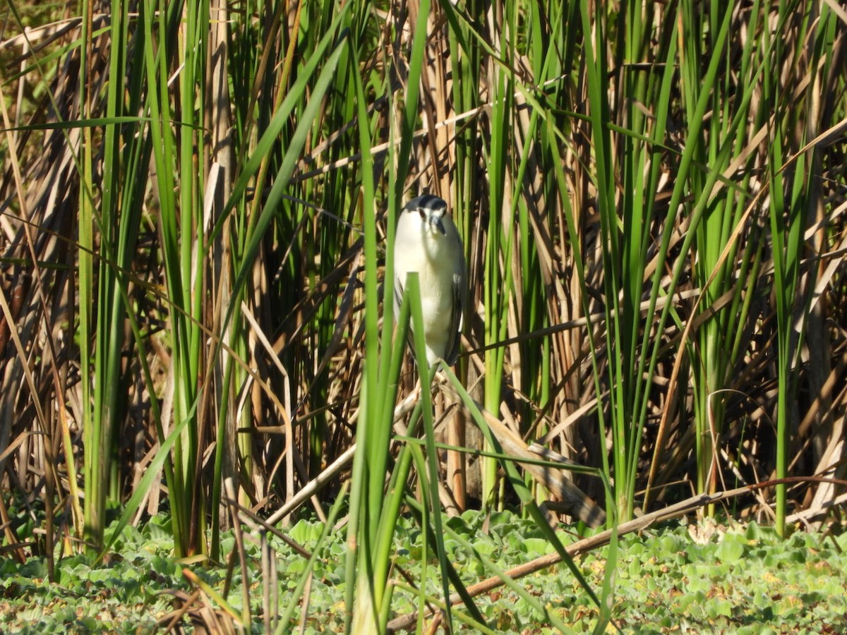 Black-crowned Night Heron - ML195017611