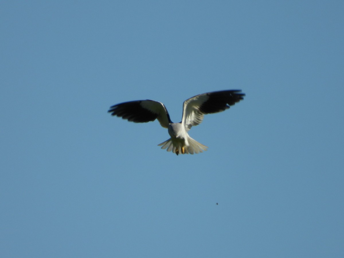 Black-winged Kite - ML195017651