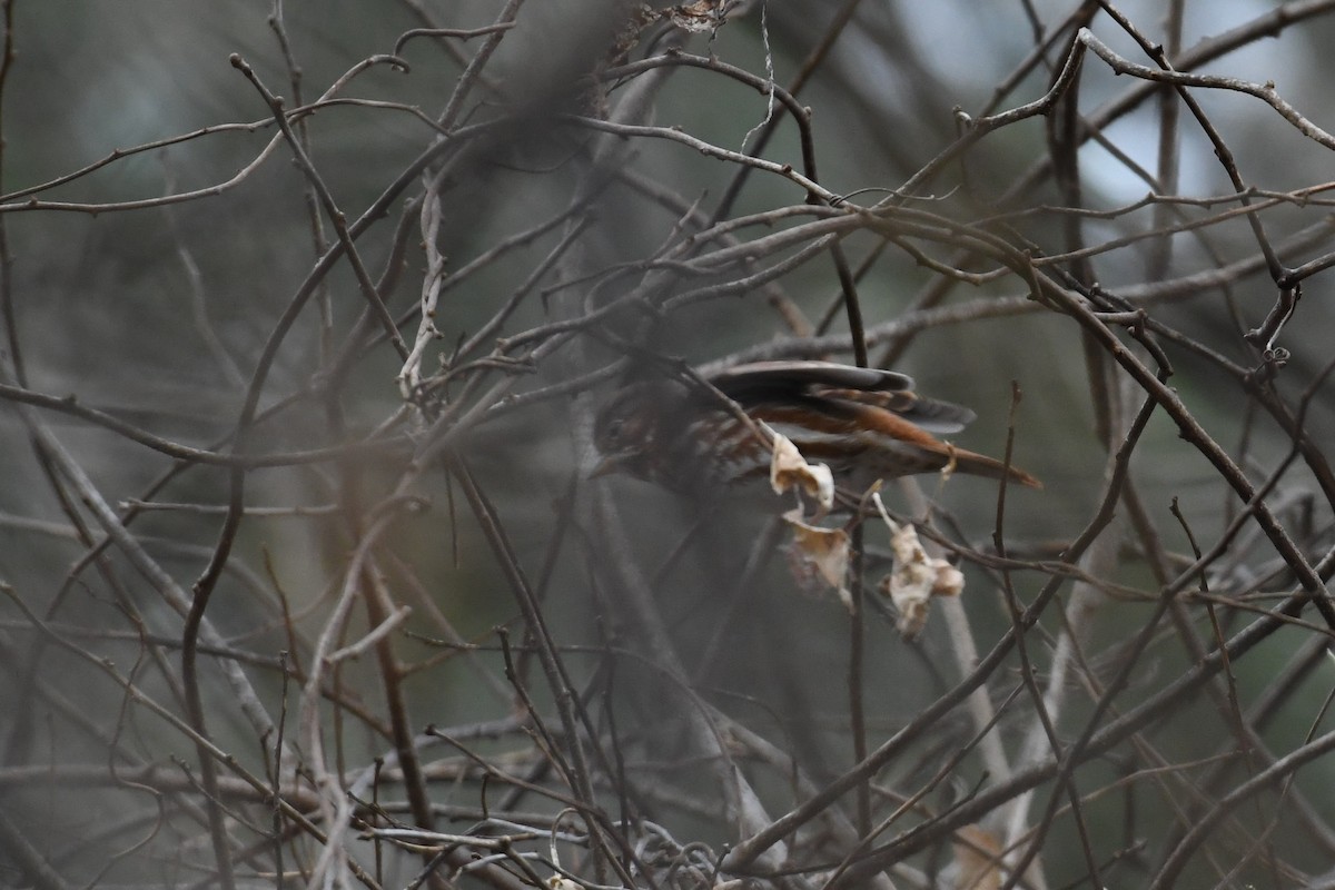 Fox Sparrow - ML195018051