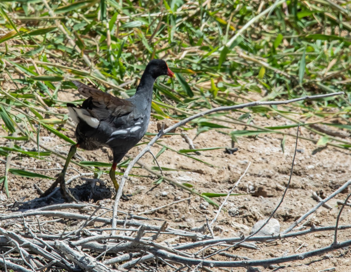 Gallinule d'Amérique - ML195018341