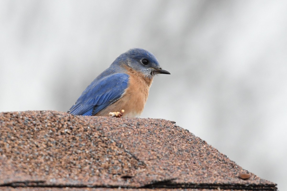 Eastern Bluebird - Barry Blust