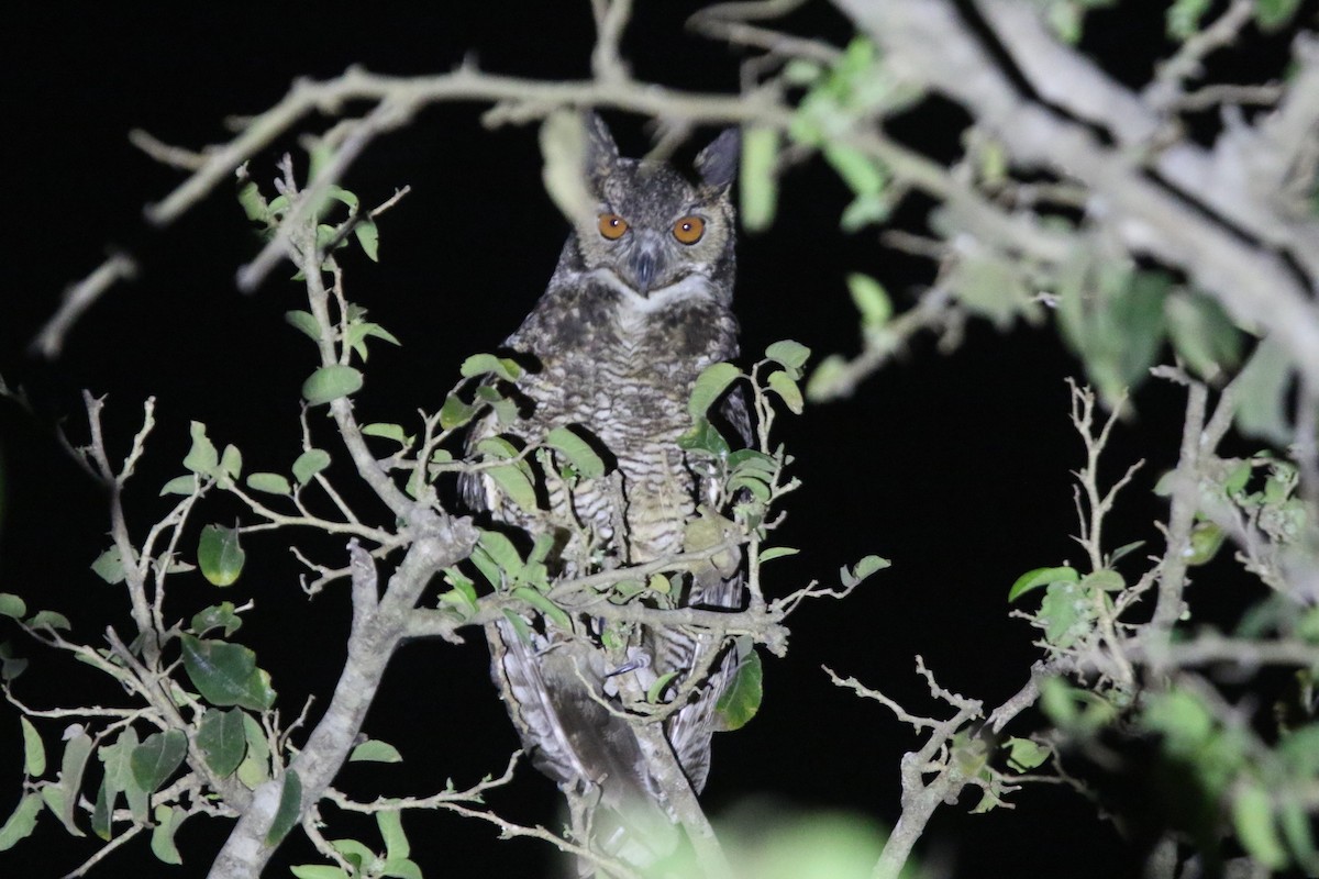 Great Horned Owl - ML195019101