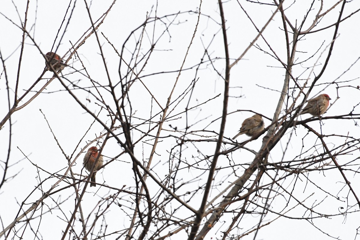 House Finch - ML195019211