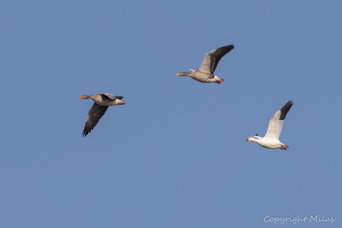 Snow Goose - Milas Santos