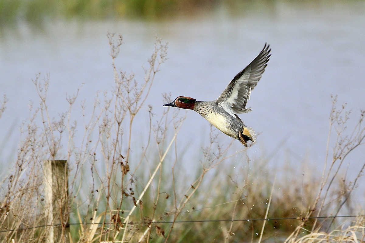 Green-winged Teal (Eurasian) - ML195020051