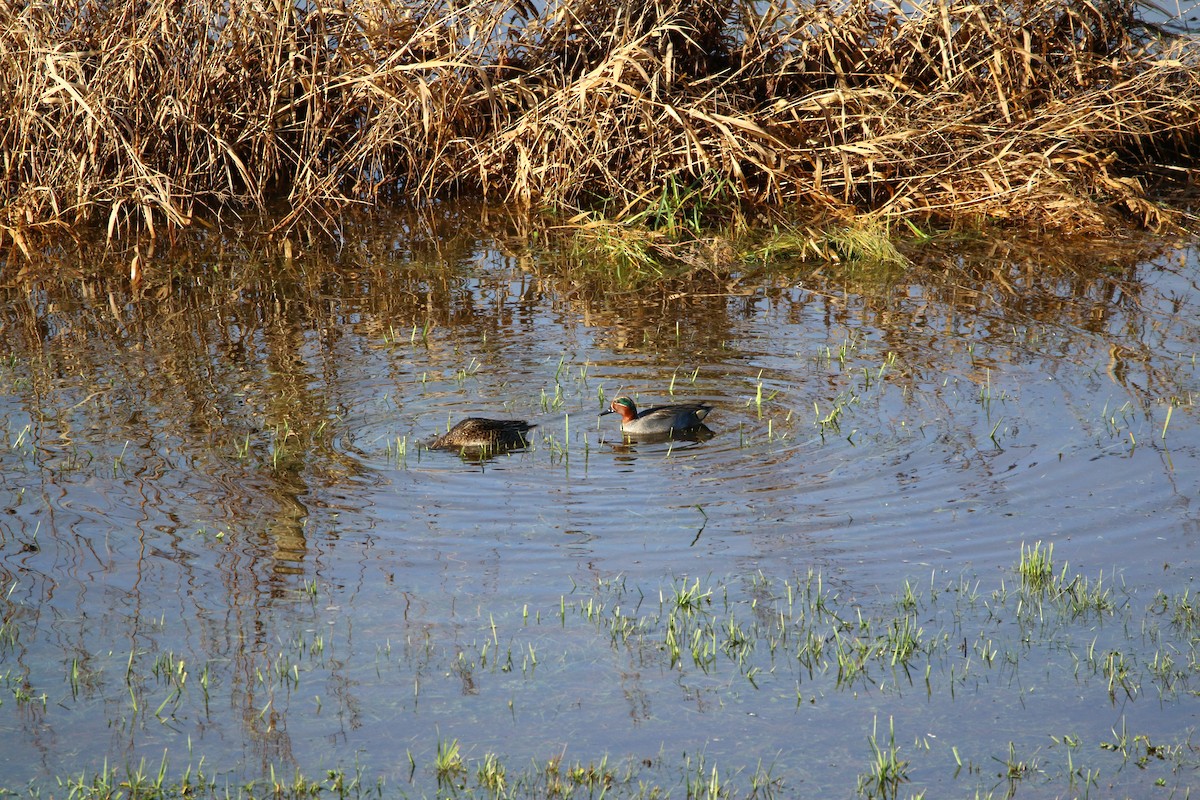 Green-winged Teal (Eurasian) - ML195020111