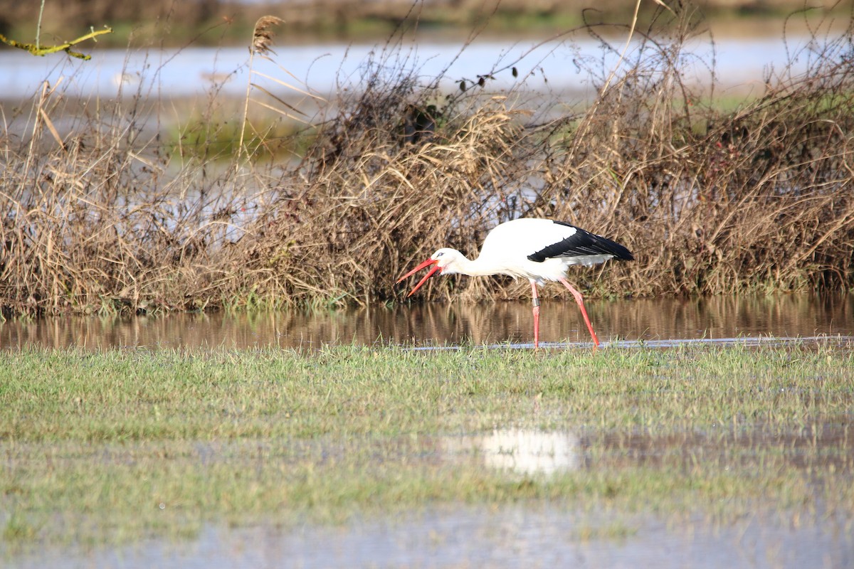 White Stork - ML195020121