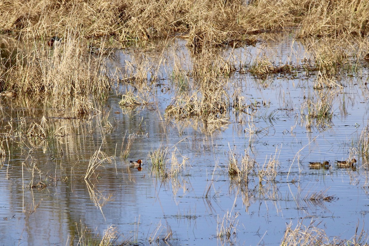 Eurasian Wigeon - ML195020441
