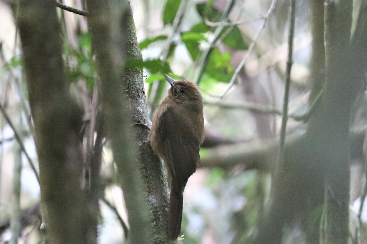 Plain-winged Woodcreeper - ML195021571