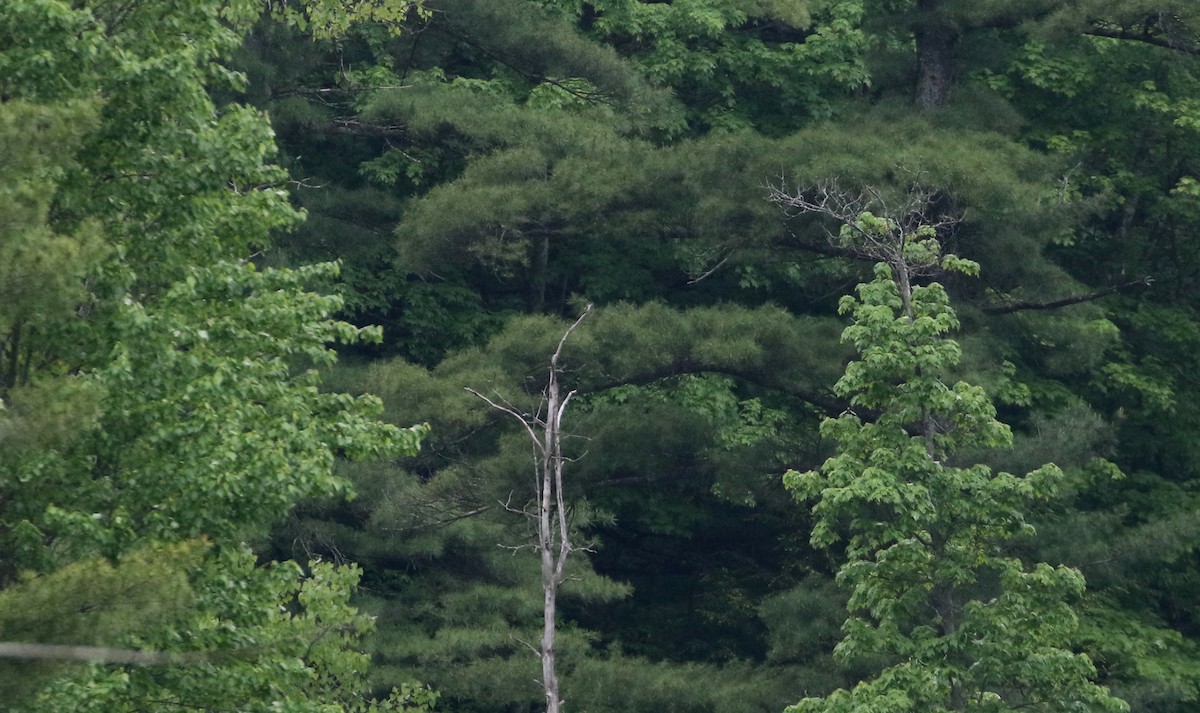 Olive-sided Flycatcher - ML195022761