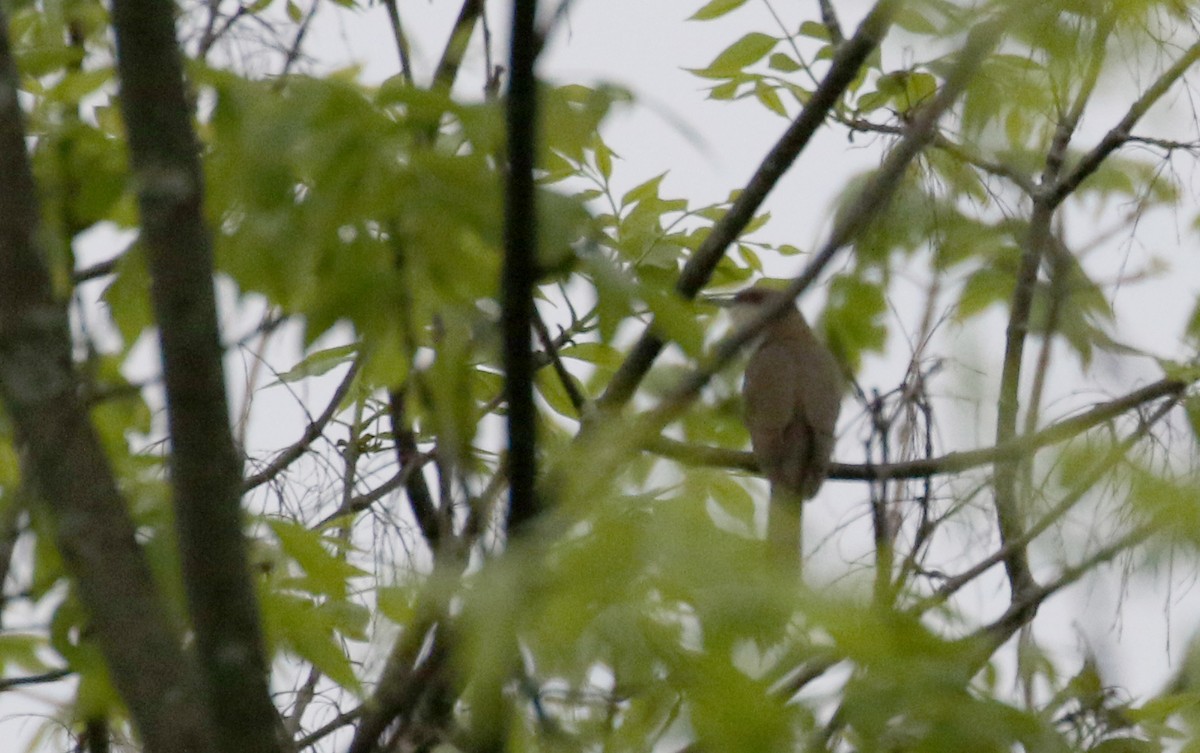 Black-billed Cuckoo - ML195023191