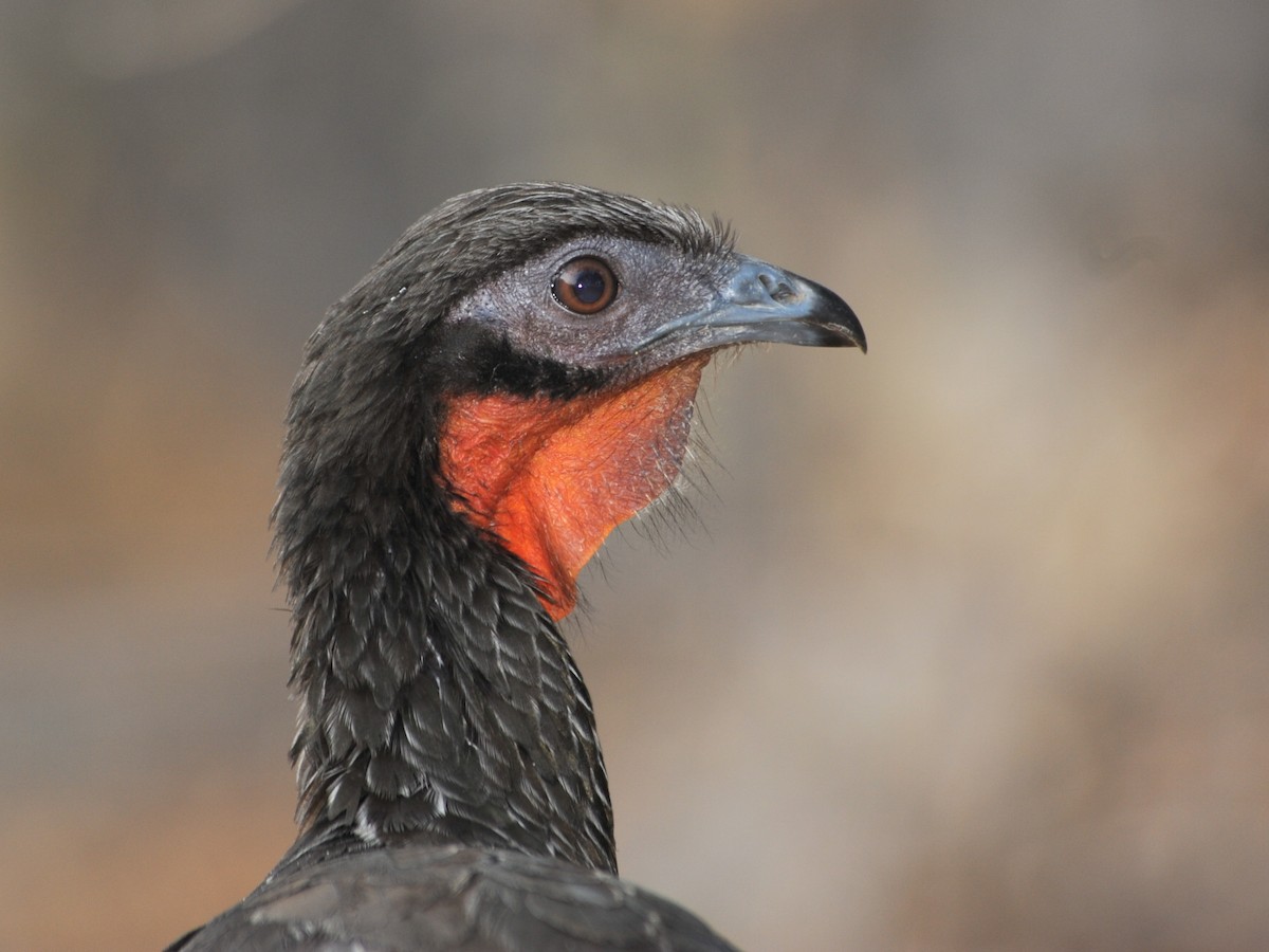 White-winged Guan - ML195023451