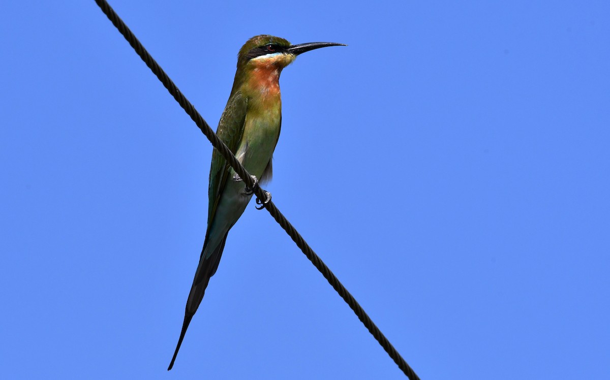 Blue-tailed Bee-eater - ML195023701