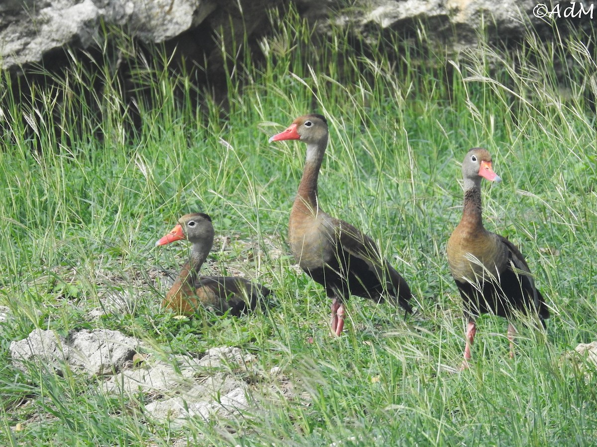 Black-bellied Whistling-Duck - Anita de Moulin