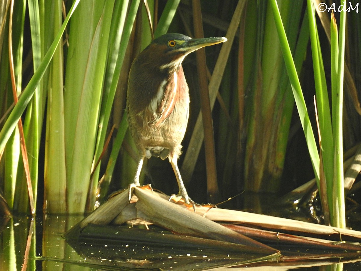 Green Heron - ML195024031