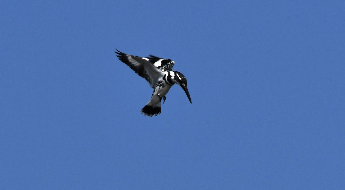 Pied Kingfisher - ML195024401