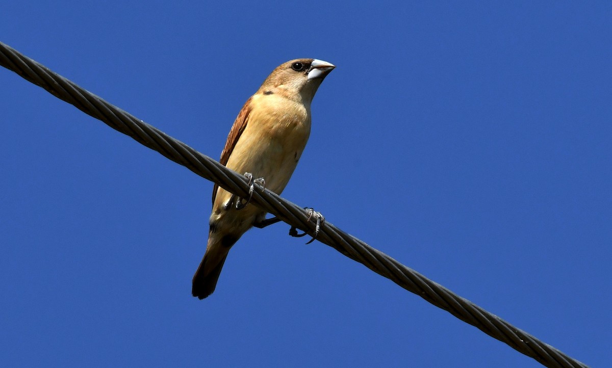 Tricolored Munia - ML195025031