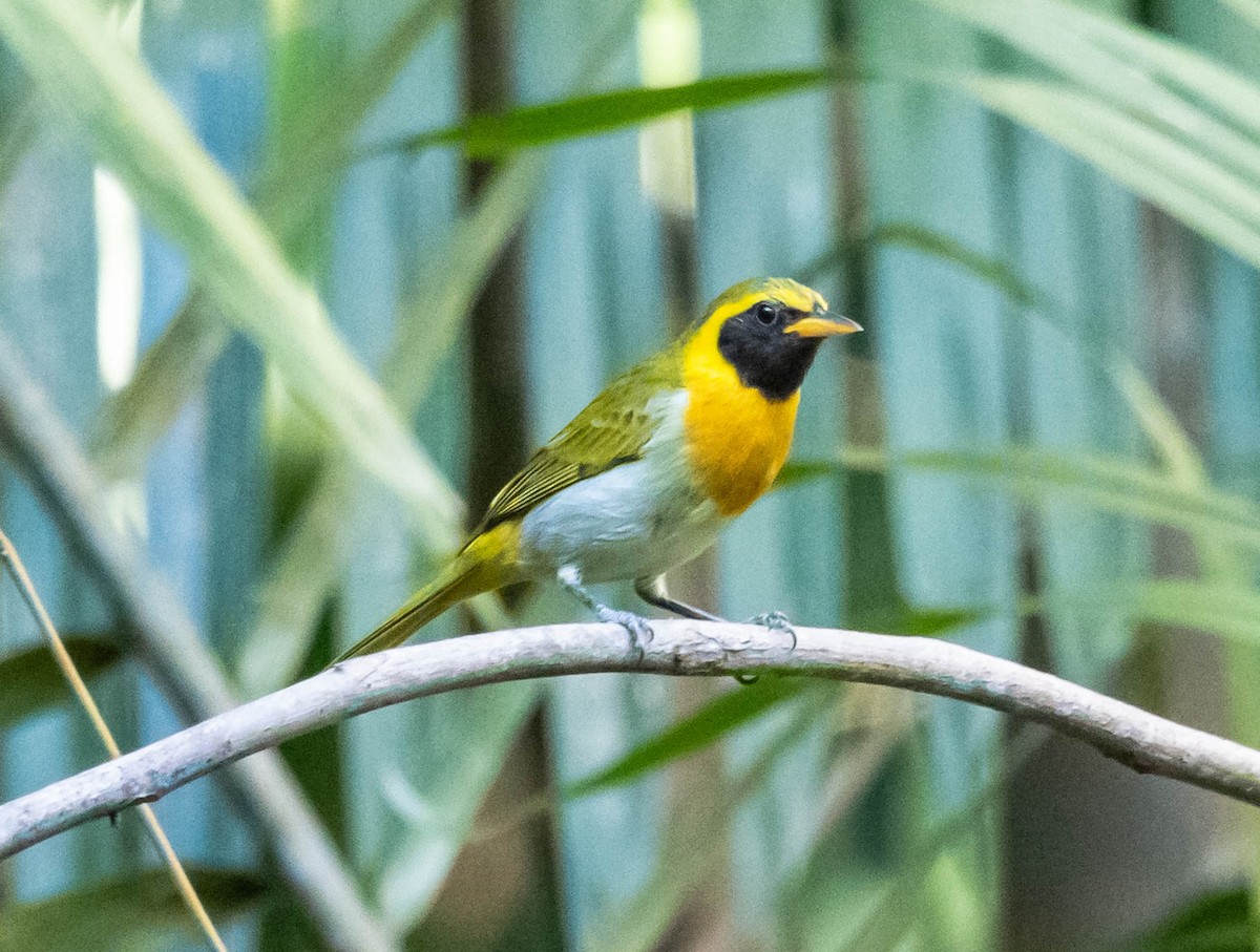 Guira Tanager - ML195025301