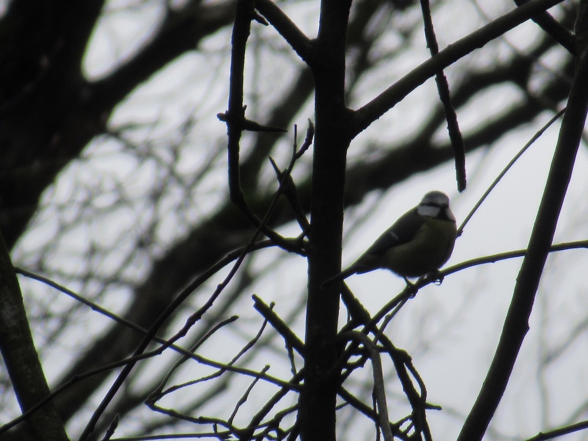 Eurasian Blue Tit - Alexis Treeger