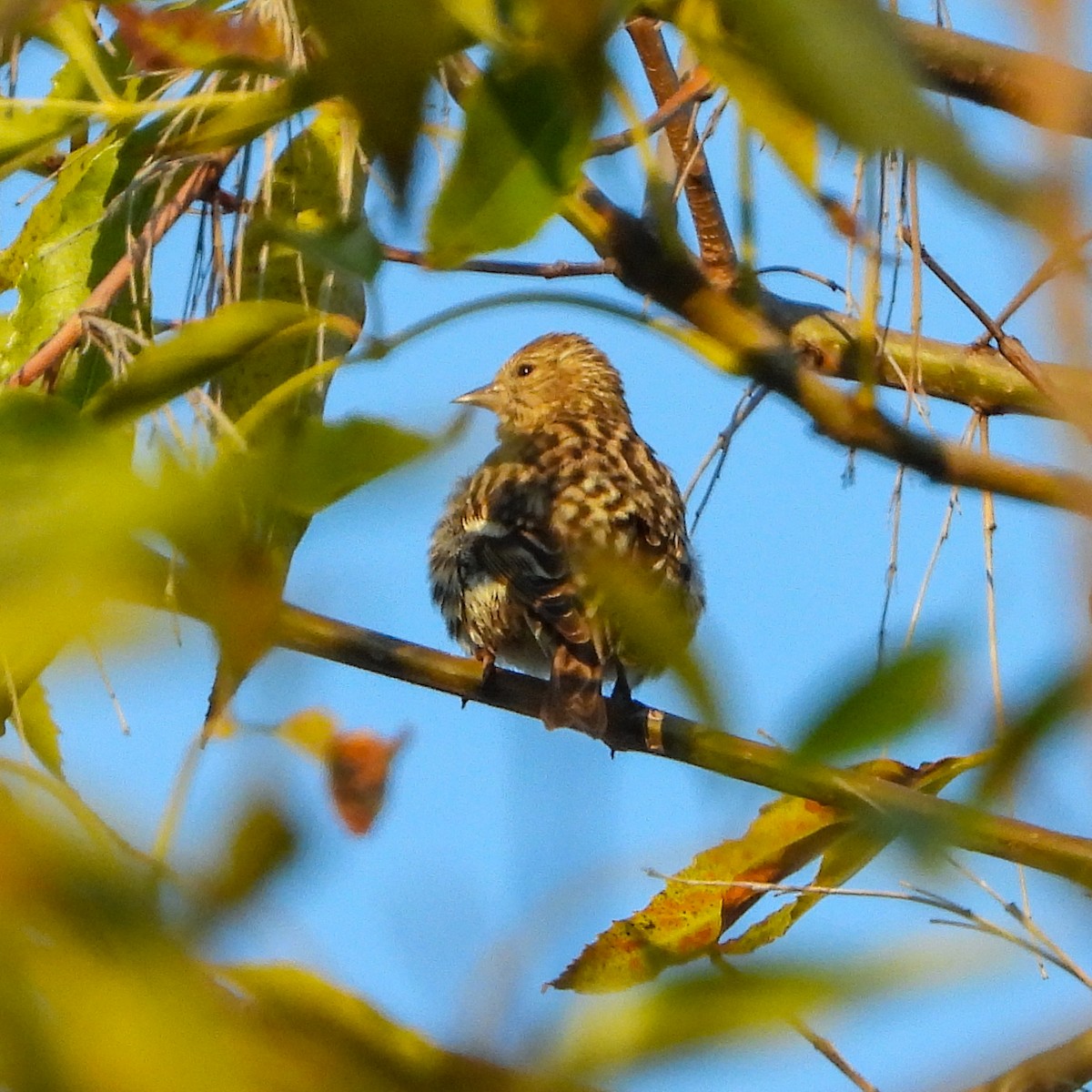 Pine Siskin - Tom Cho