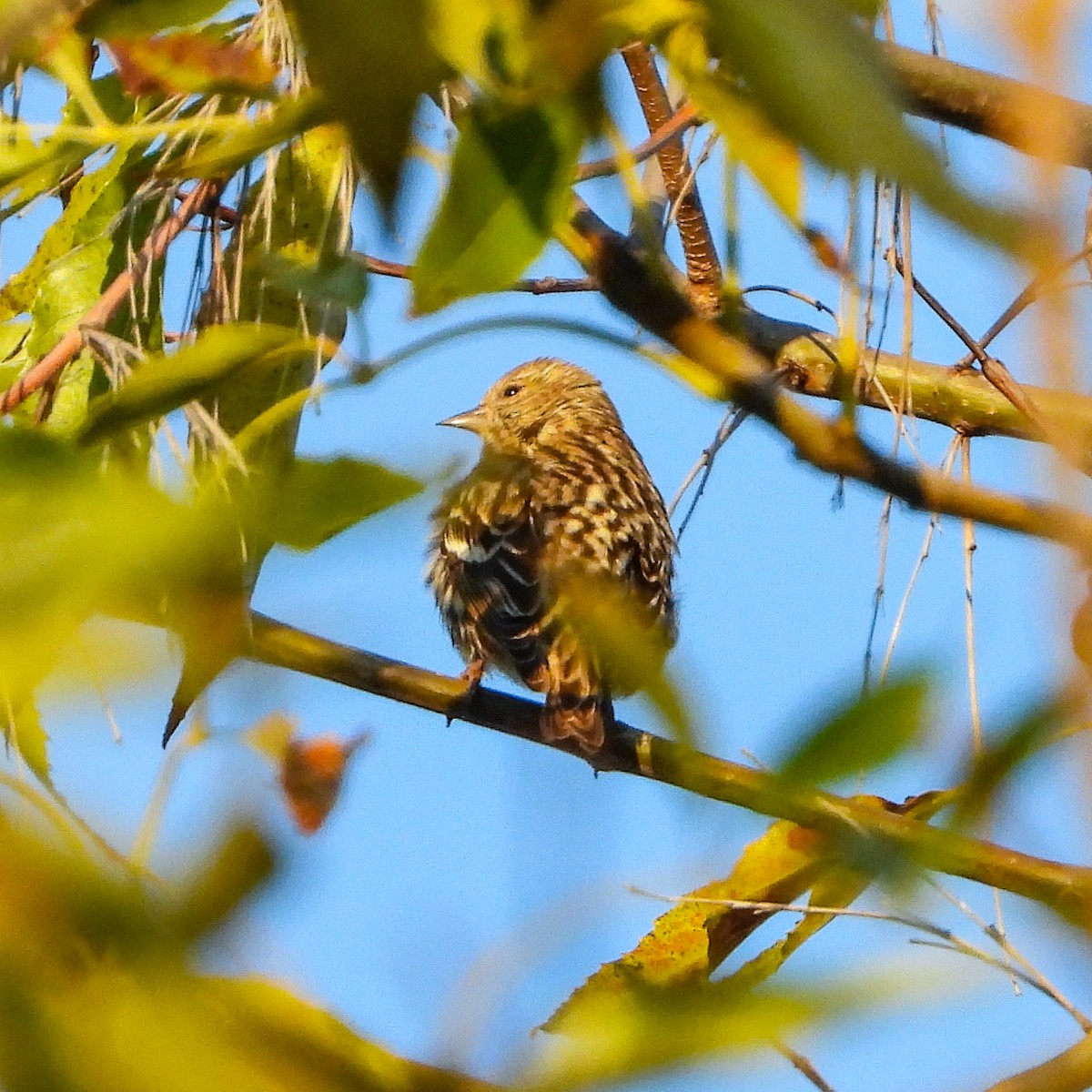 Pine Siskin - Tom Cho