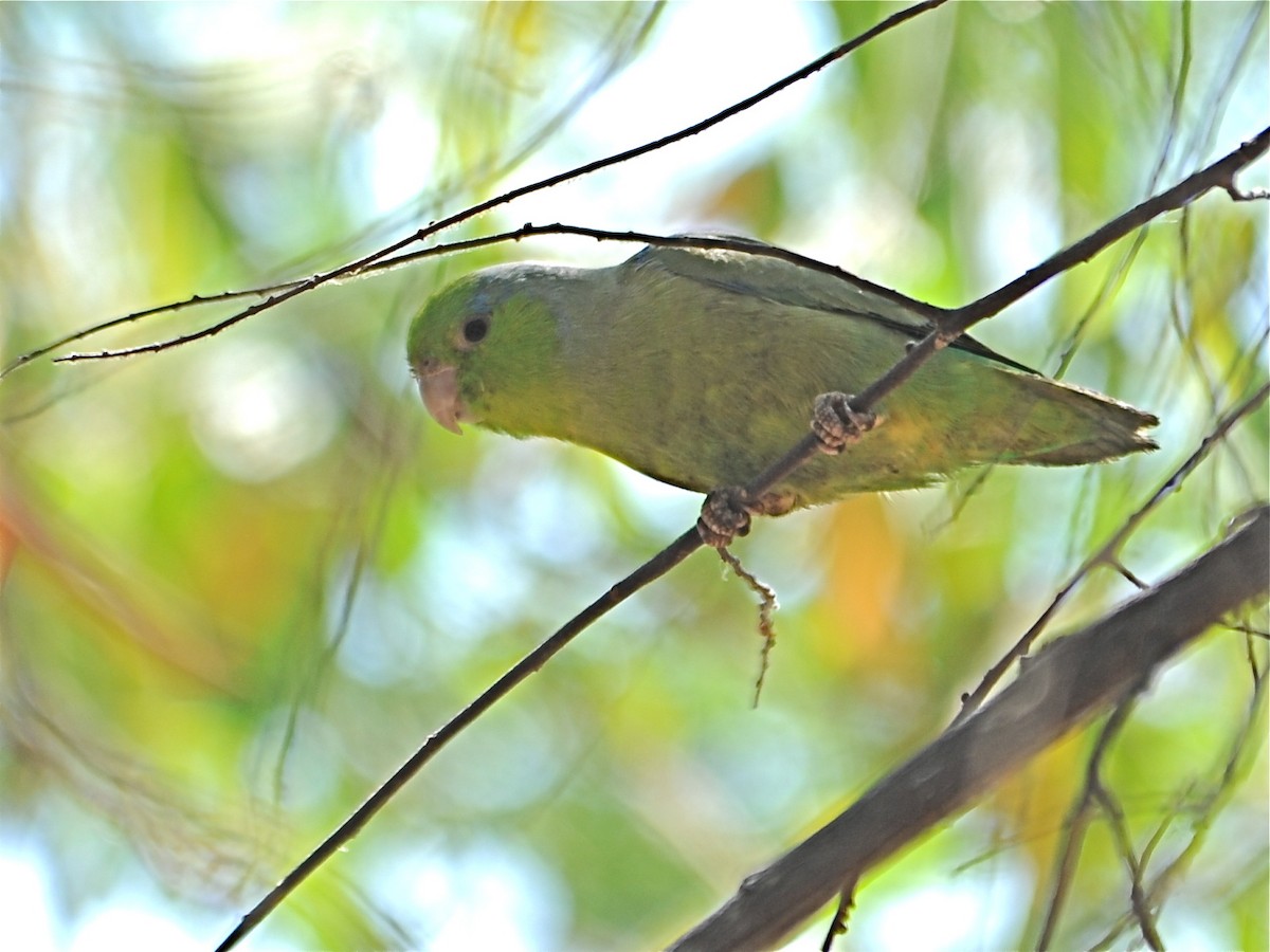 Папуга-горобець еквадорський - ML195026901