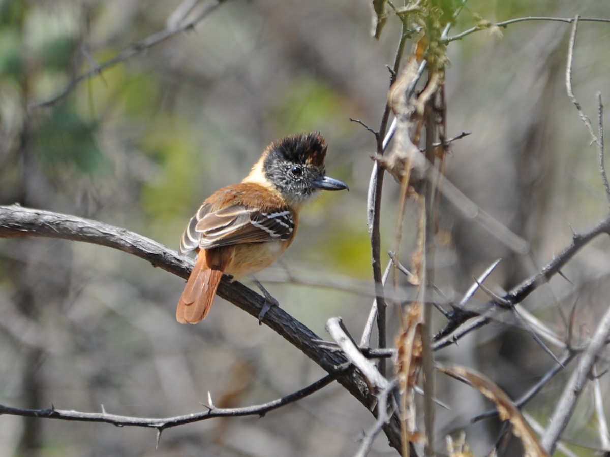 Collared Antshrike - ML195027541