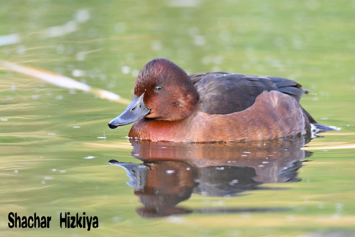 Ferruginous Duck - ML195027581