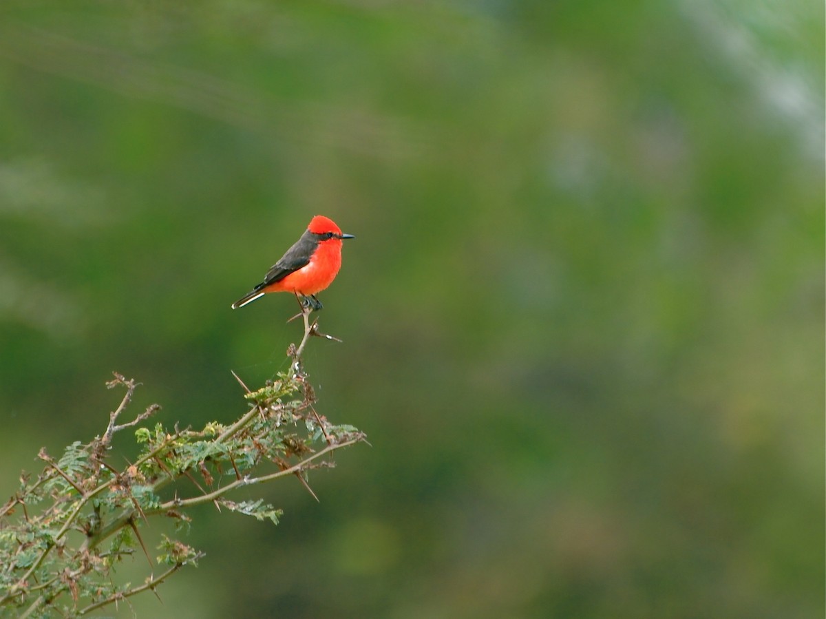 Vermilion Flycatcher - ML195028541