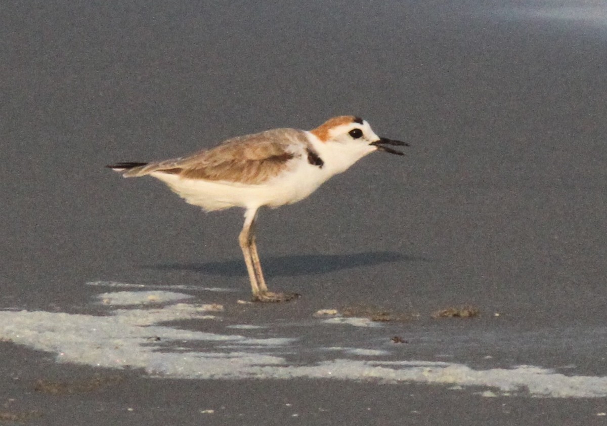 White-faced Plover - Sea Williams