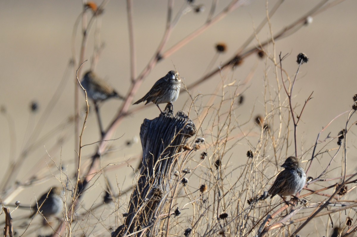 Lark Bunting - ML195028891