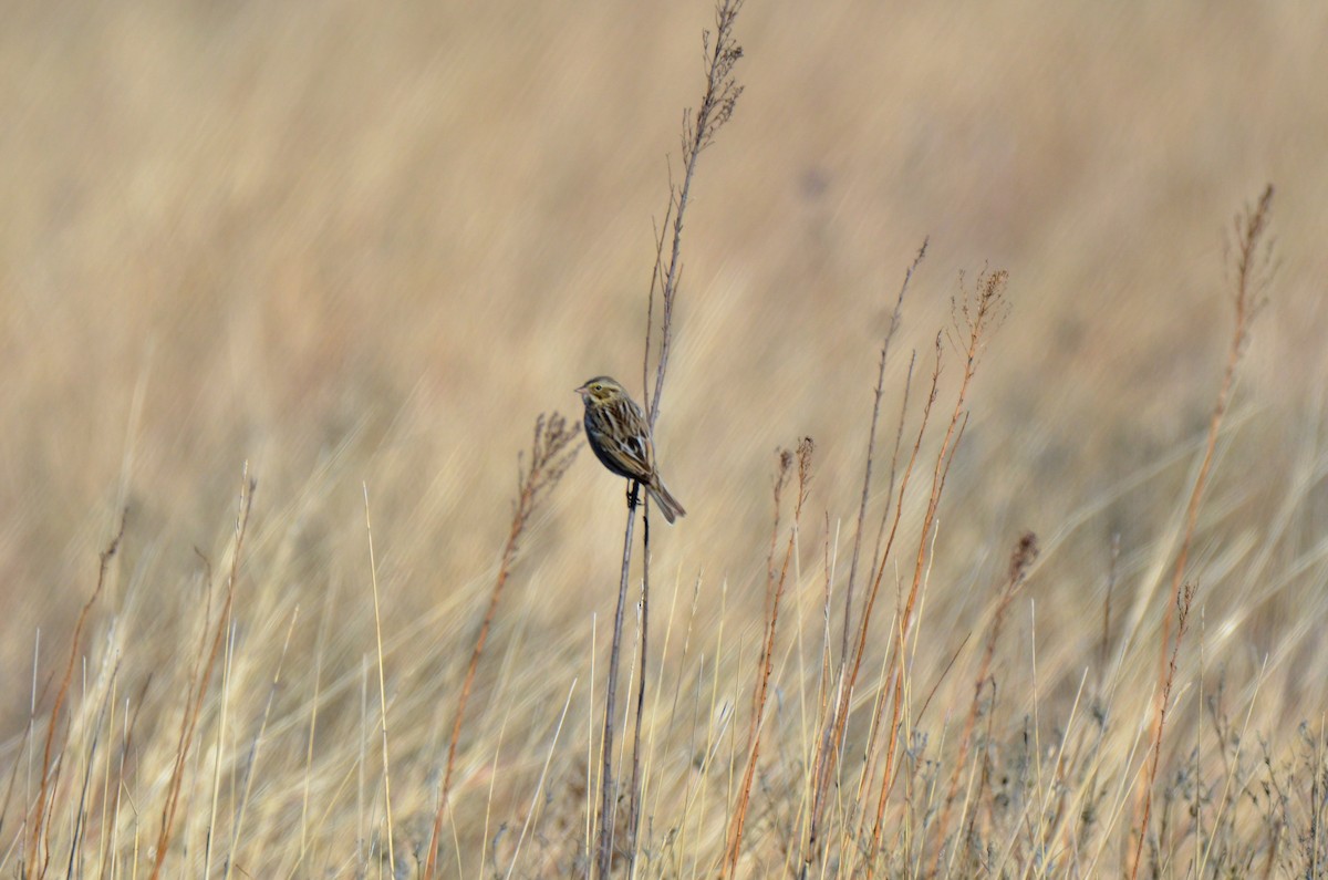 Savannah Sparrow - Jeff Sexton