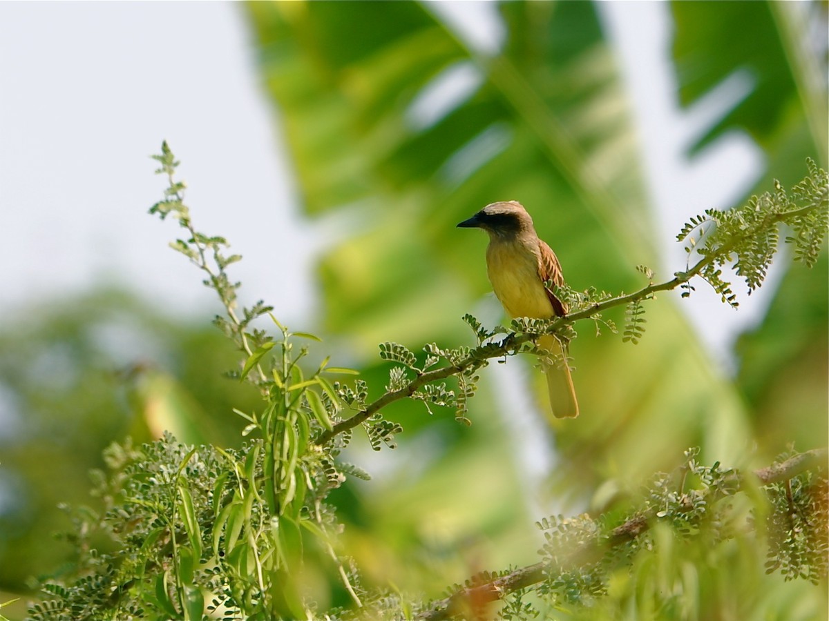 Baird's Flycatcher - ML195028971