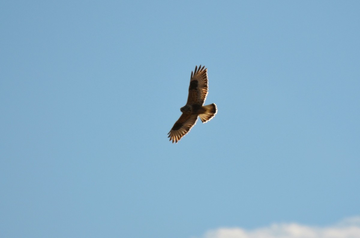 Rough-legged Hawk - Jeff Sexton