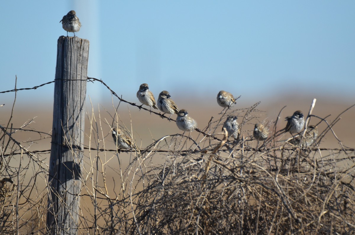 Lark Bunting - Jeff Sexton