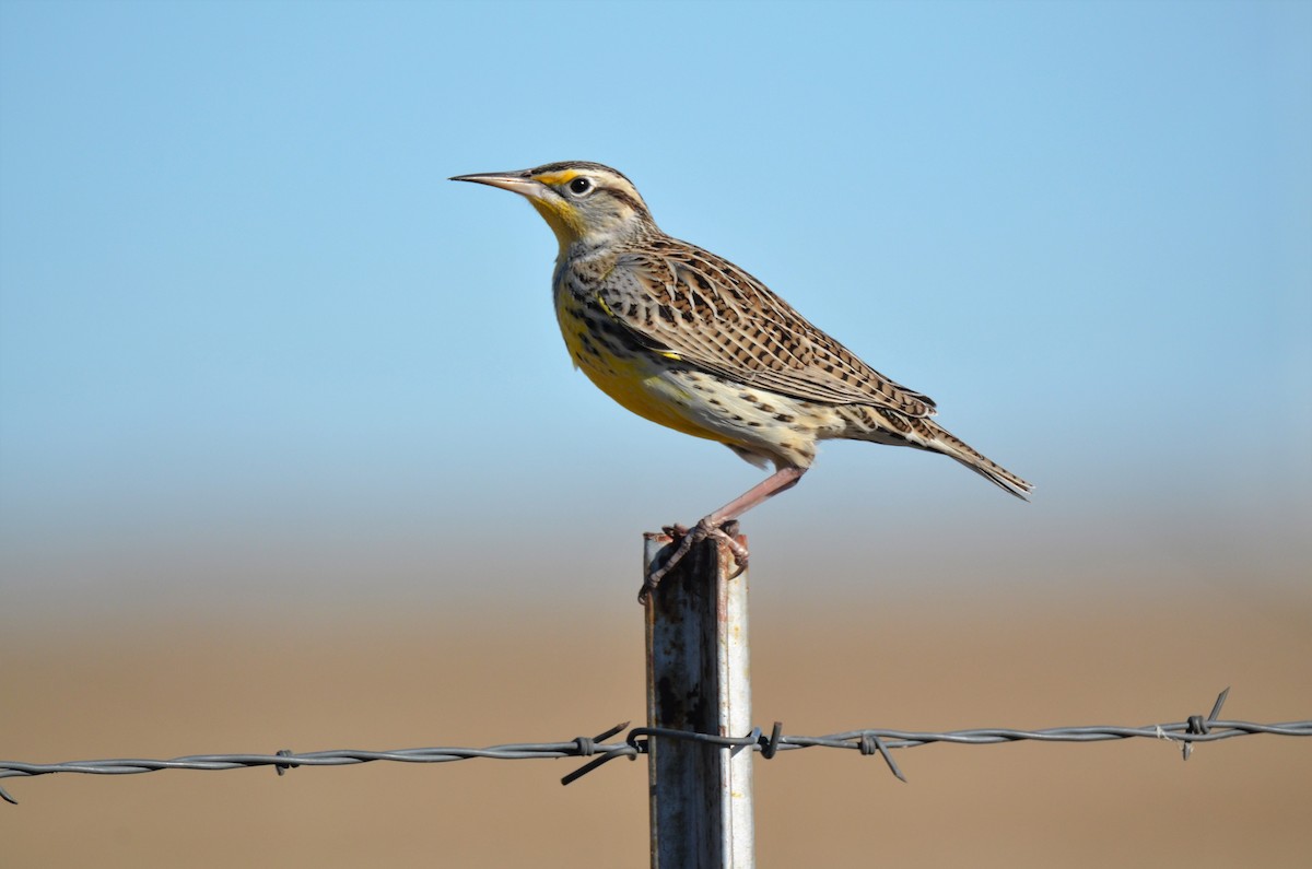 Western Meadowlark - ML195029601