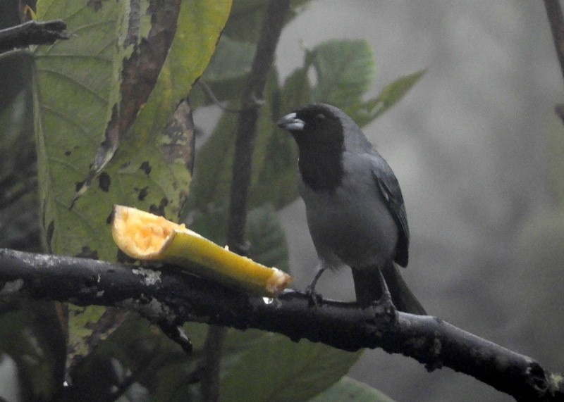 Black-faced Tanager - ML195029901