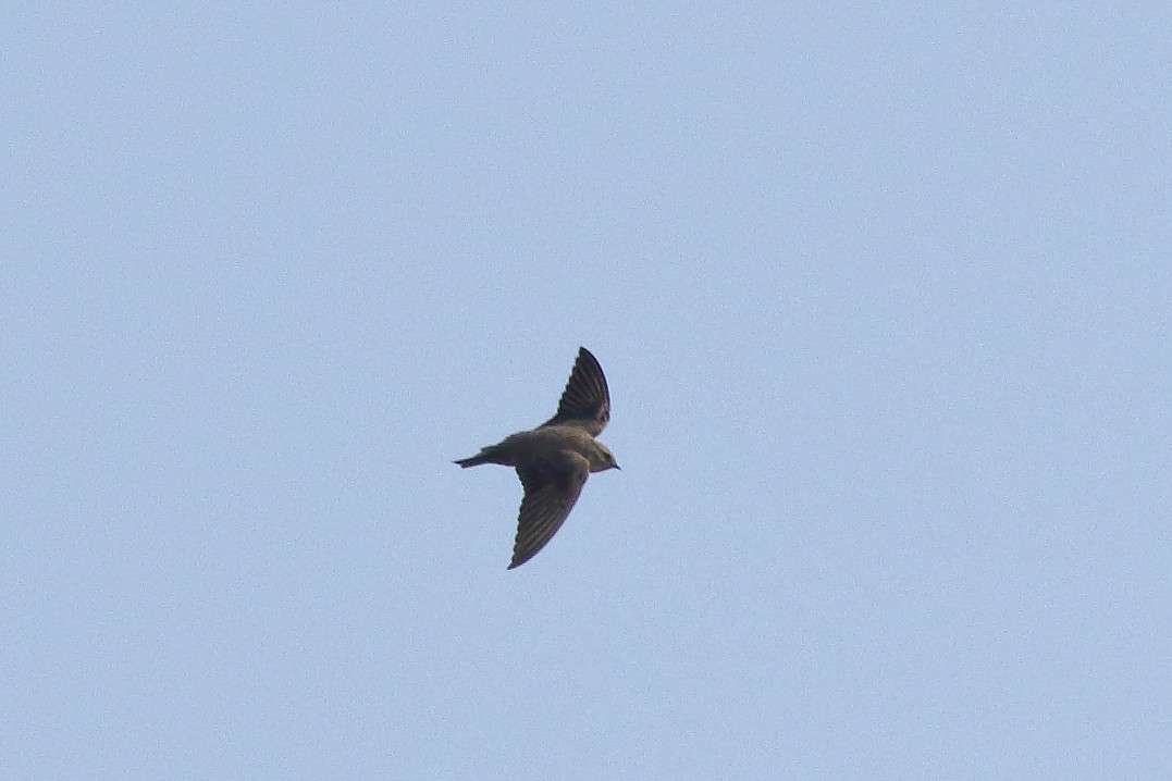 Eurasian Crag-Martin - ML195029971