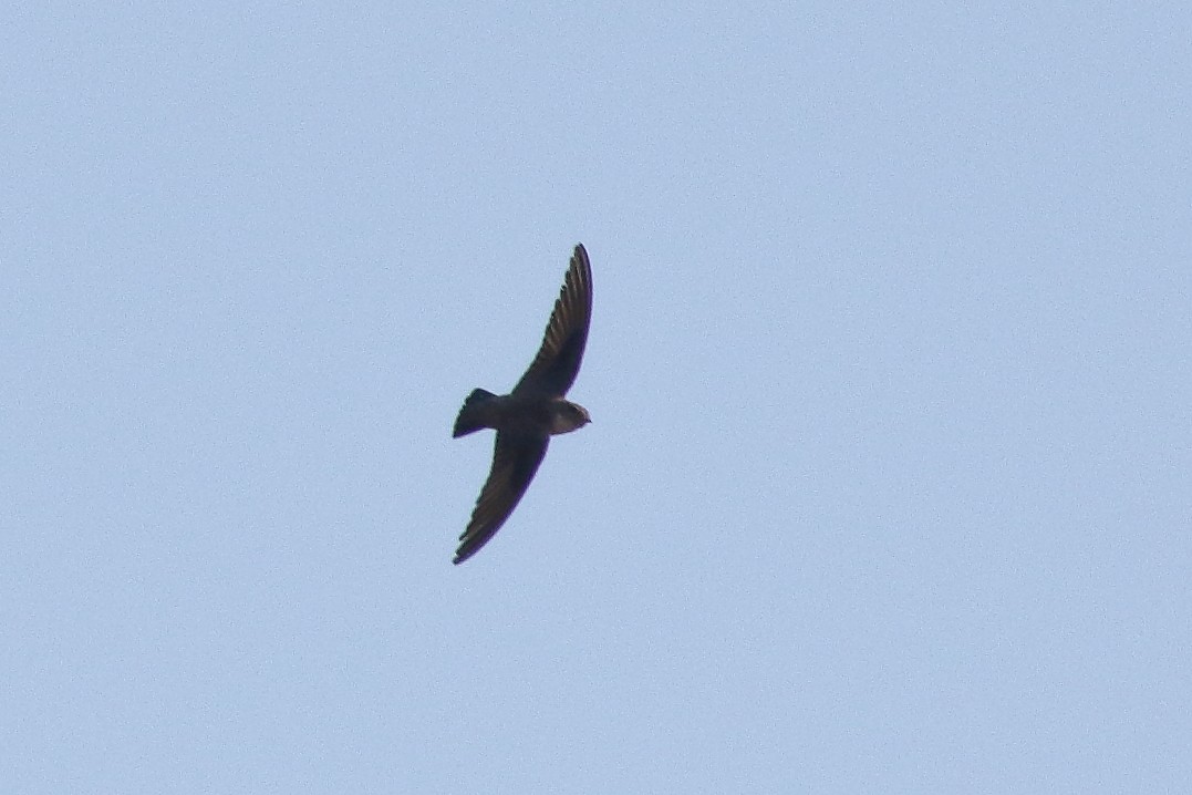 Eurasian Crag-Martin - ML195029981