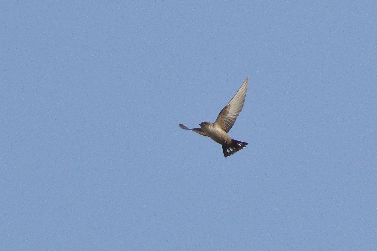 Eurasian Crag-Martin - ML195030001