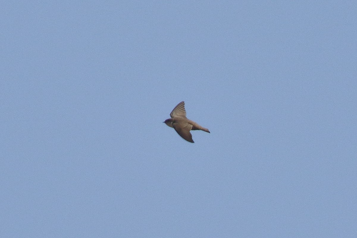 Eurasian Crag-Martin - ML195030011