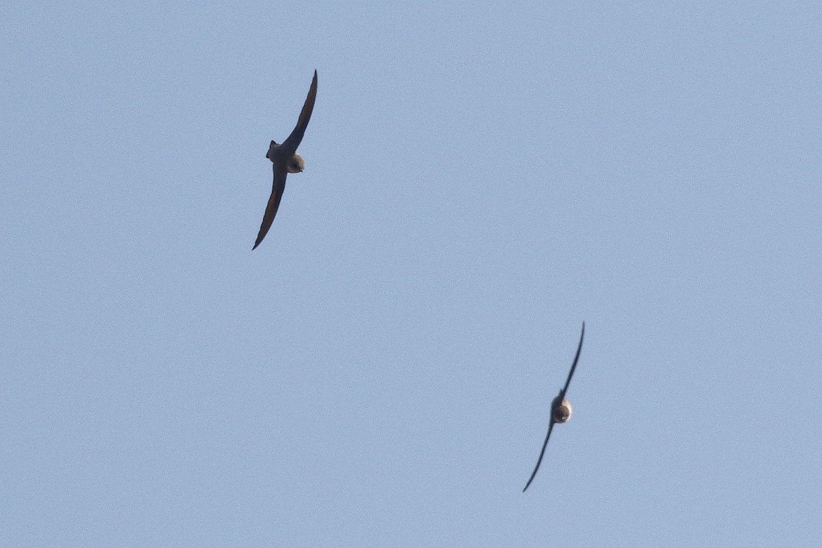 Eurasian Crag-Martin - ML195030021