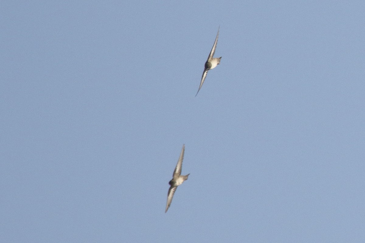 Eurasian Crag-Martin - ML195030031