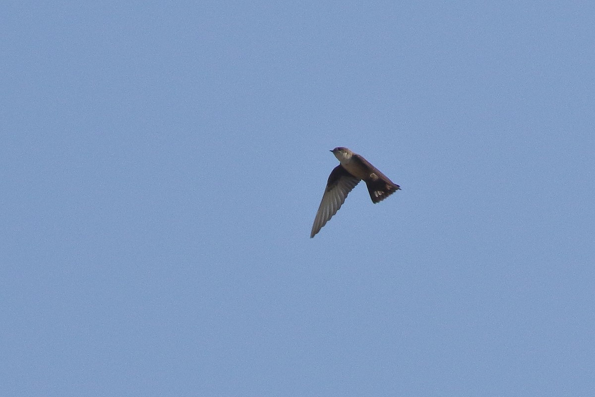 Eurasian Crag-Martin - ML195030051