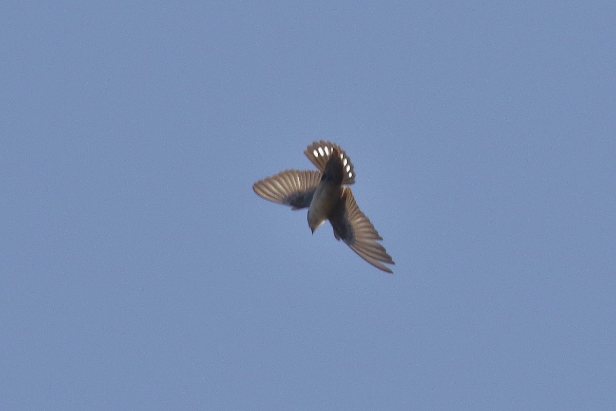 Eurasian Crag-Martin - ML195030071