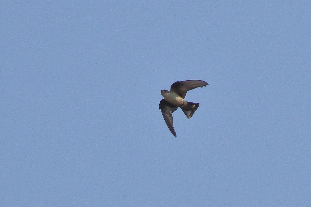 Eurasian Crag-Martin - ML195030081