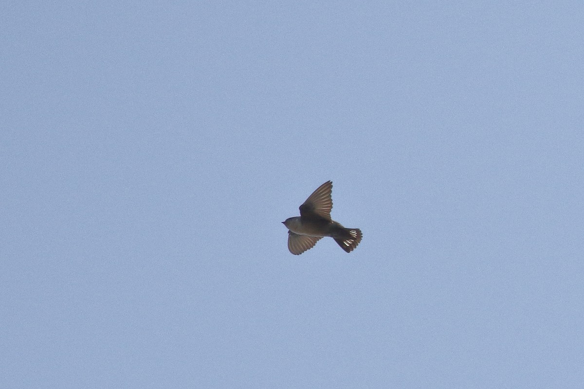 Eurasian Crag-Martin - ML195030101