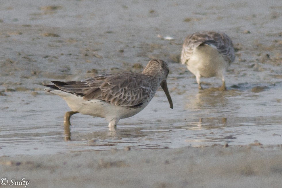 sibirsnipe - ML195030891