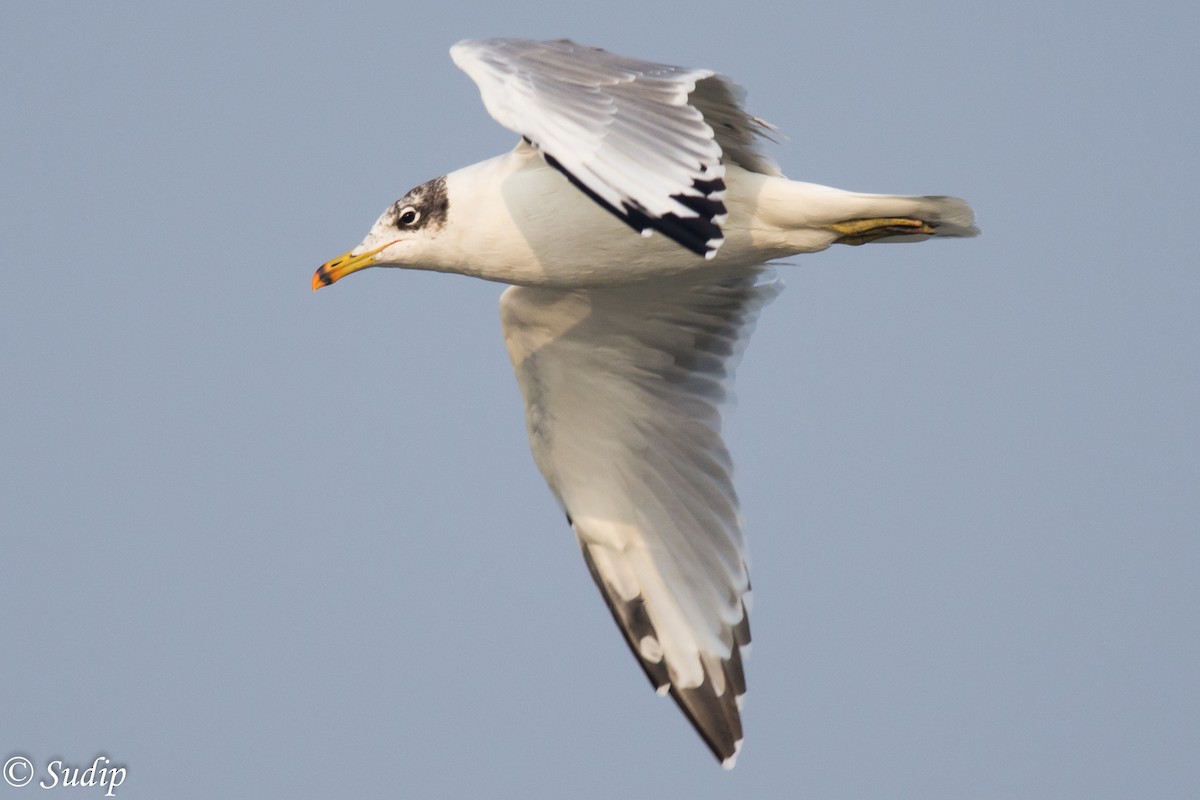 Pallas's Gull - Sudip Ghosh